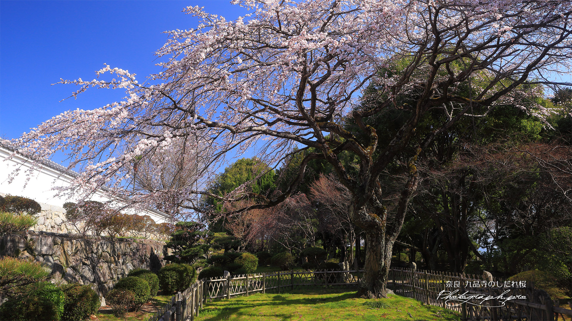 九品寺のしだれ桜
