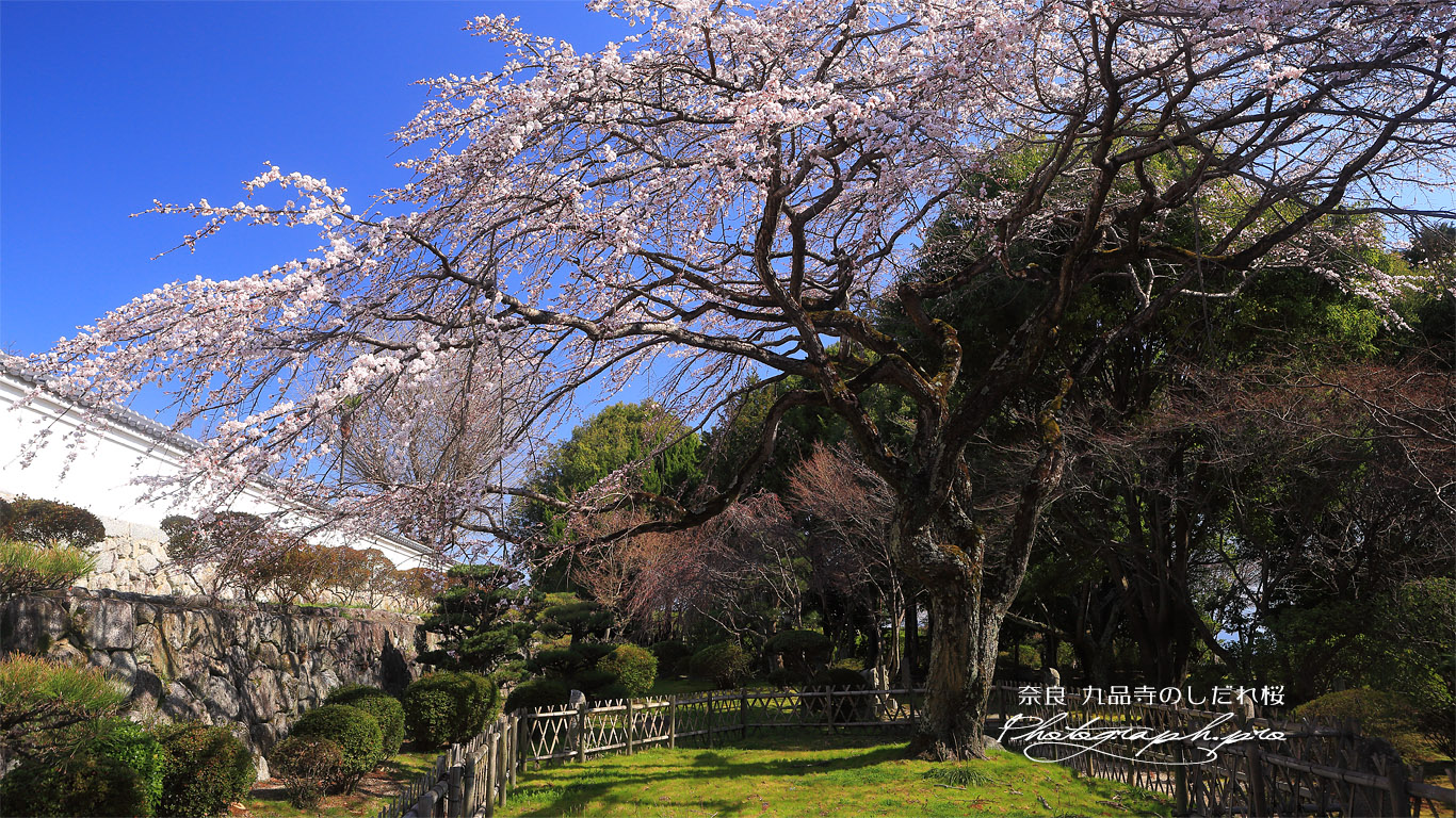 九品寺のしだれ桜 壁紙