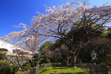 九品寺のしだれ桜