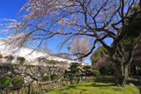九品寺のしだれ桜