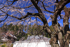 九品寺のしだれ桜