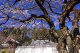 九品寺のしだれ桜