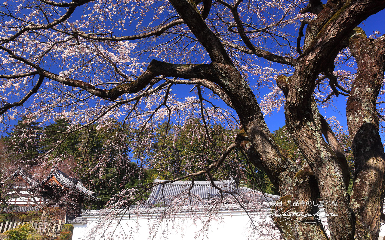 九品寺のしだれ桜 壁紙