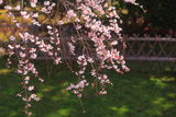 九品寺のしだれ桜