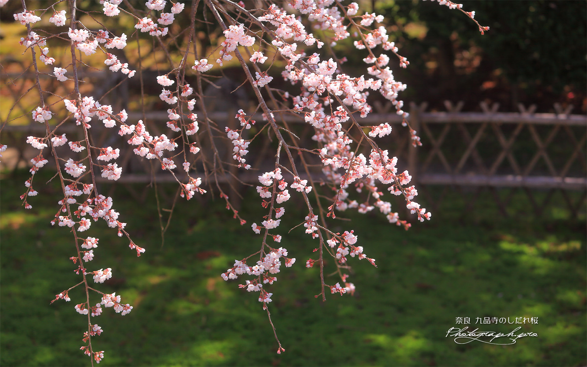 九品寺のしだれ桜