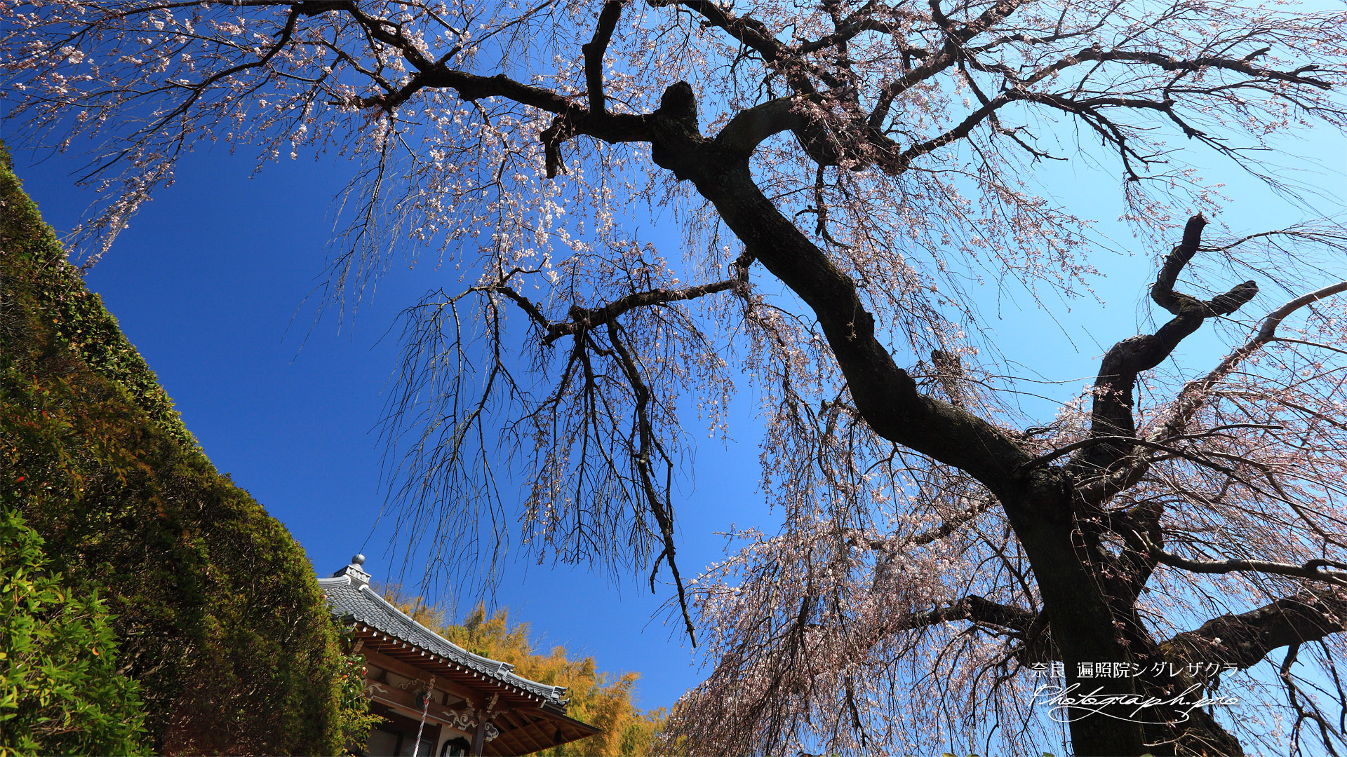 遍照院のしだれ桜