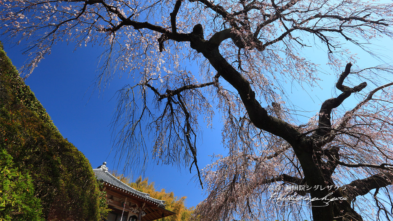 遍照院のしだれ桜 壁紙