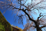 遍照院のしだれ桜