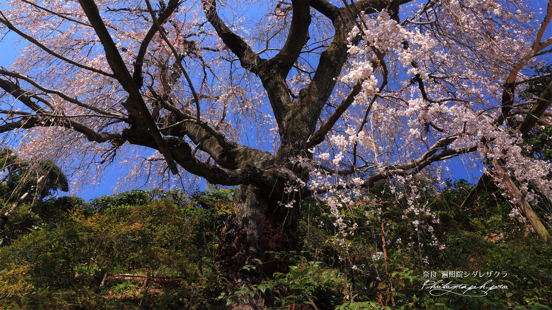 遍照院の枝垂れ桜