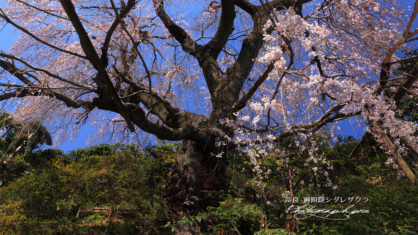 遍照院の枝垂れ桜 壁紙