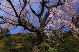 遍照院の枝垂れ桜