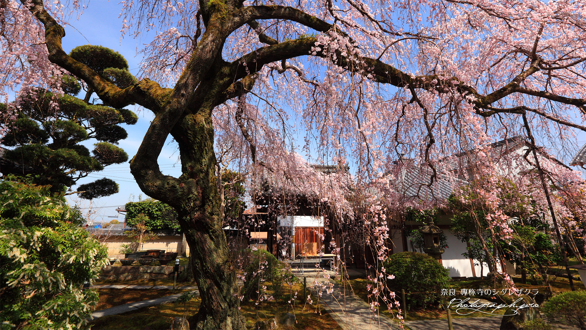 専称寺の枝垂れ桜