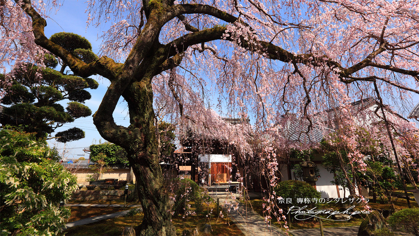 専称寺の枝垂れ桜 壁紙
