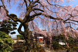 専称寺の枝垂れ桜