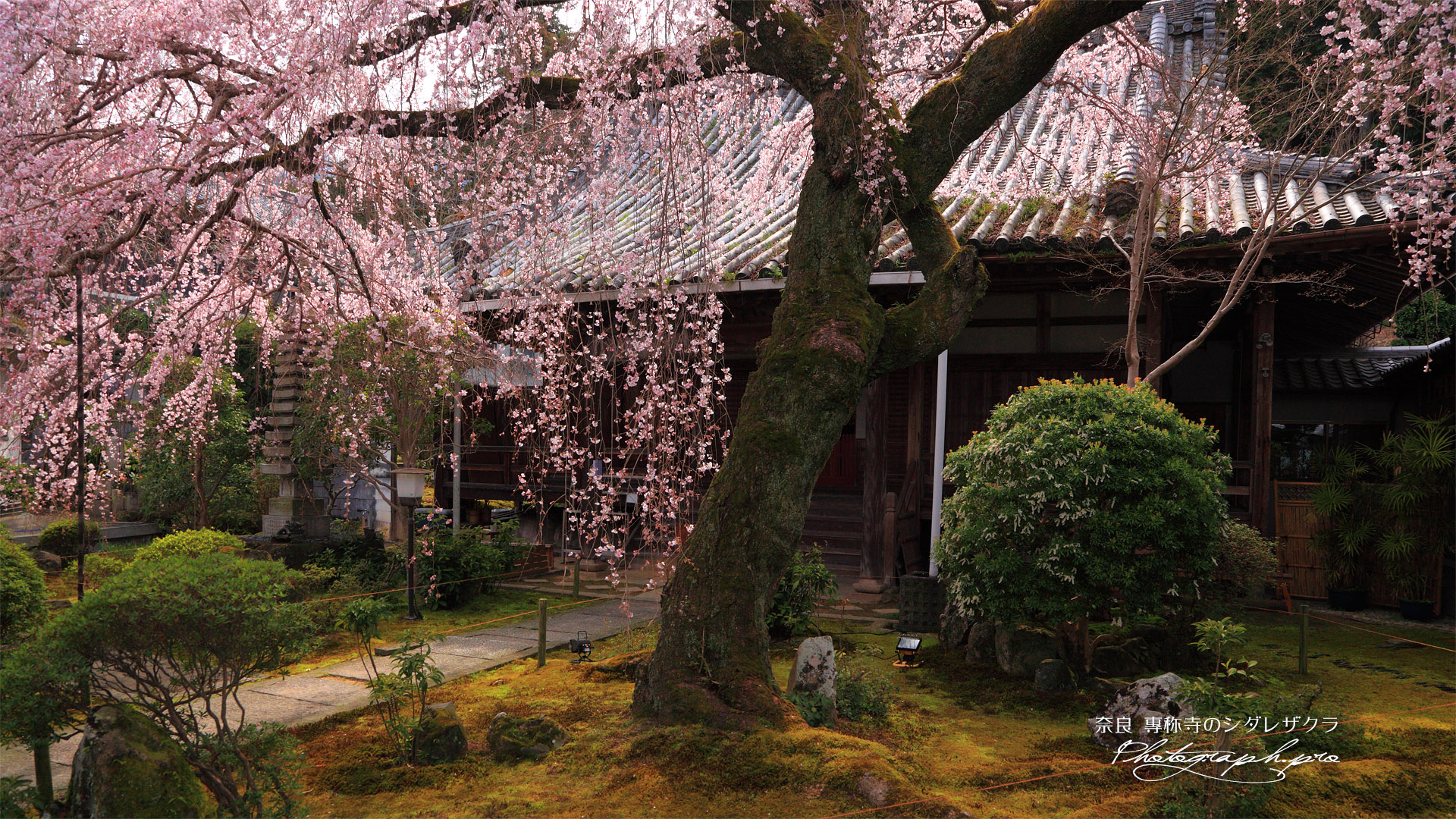 専称寺の枝垂桜