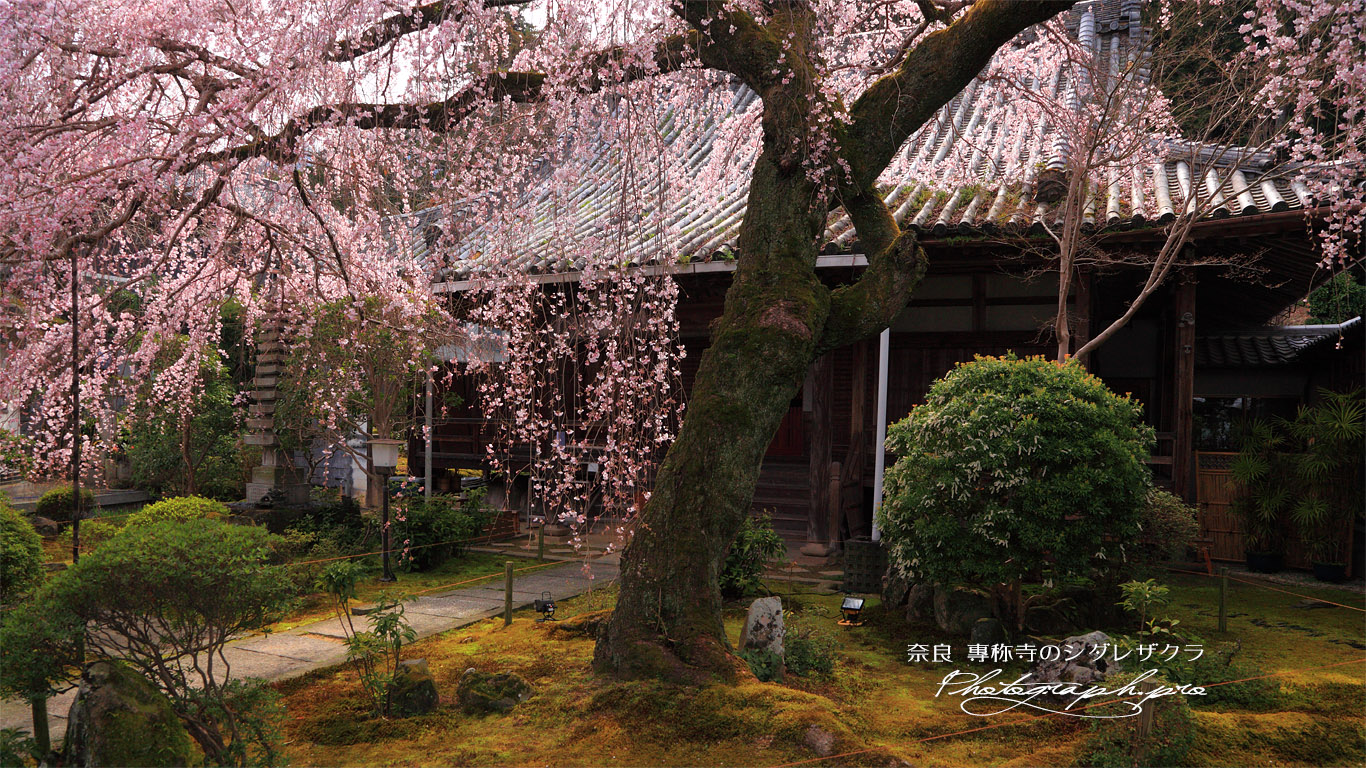 専称寺の枝垂桜 壁紙