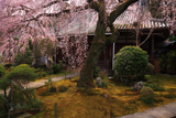 専称寺の枝垂桜