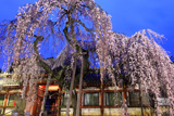 氷室神社のしだれ桜