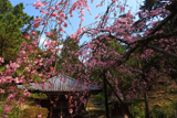 弘川寺のすや桜