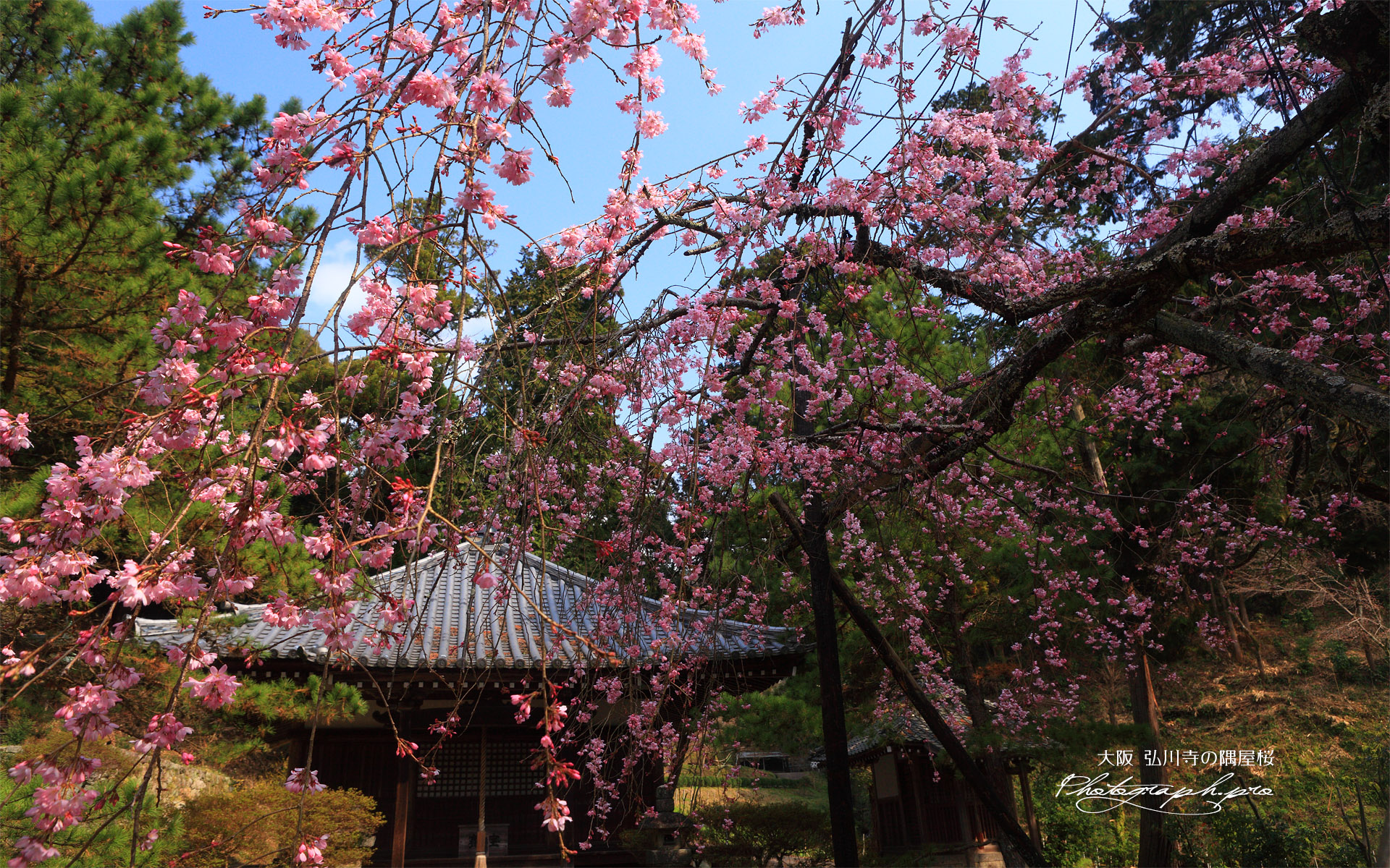 弘川寺のすや桜