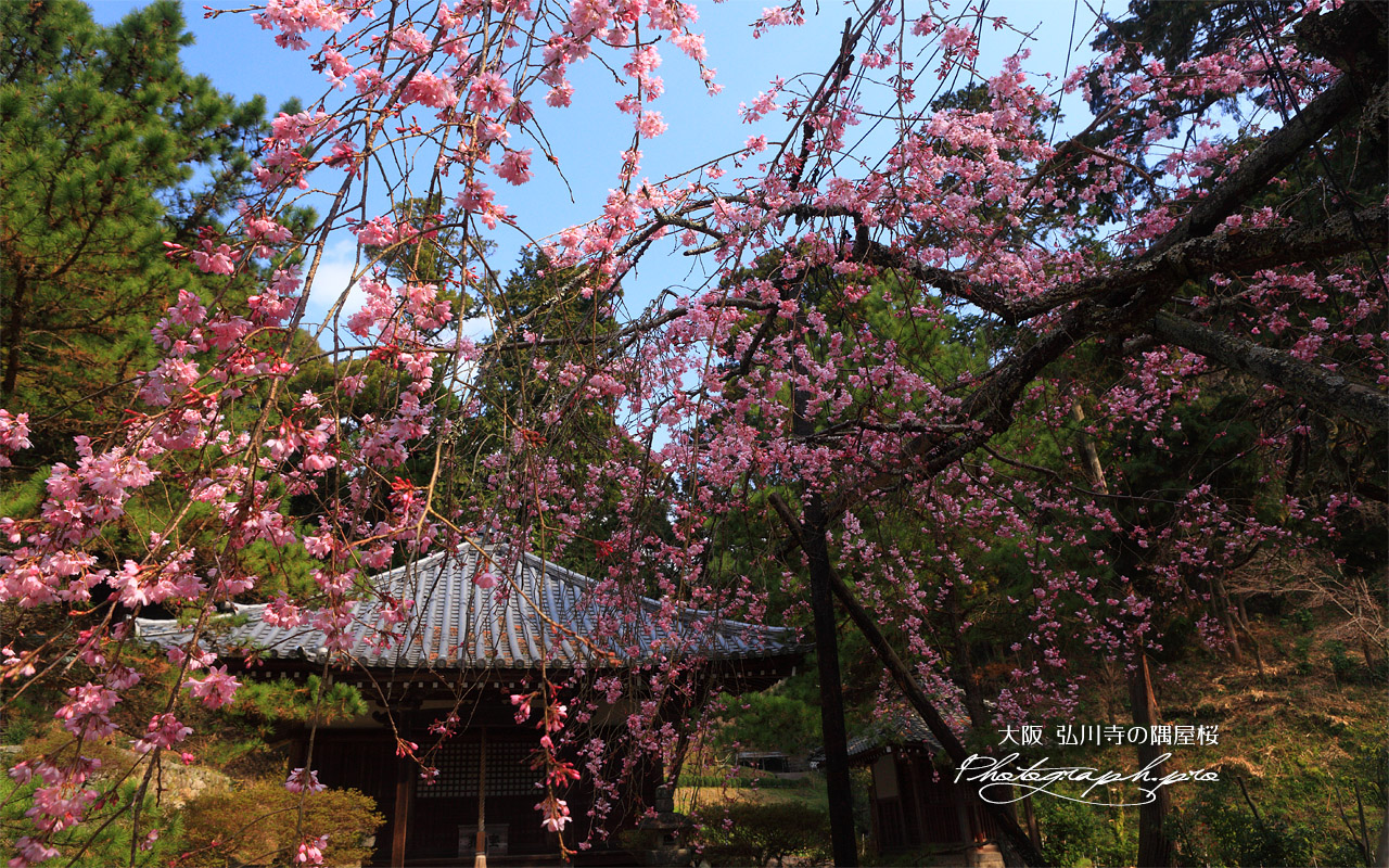 弘川寺のすや桜 壁紙