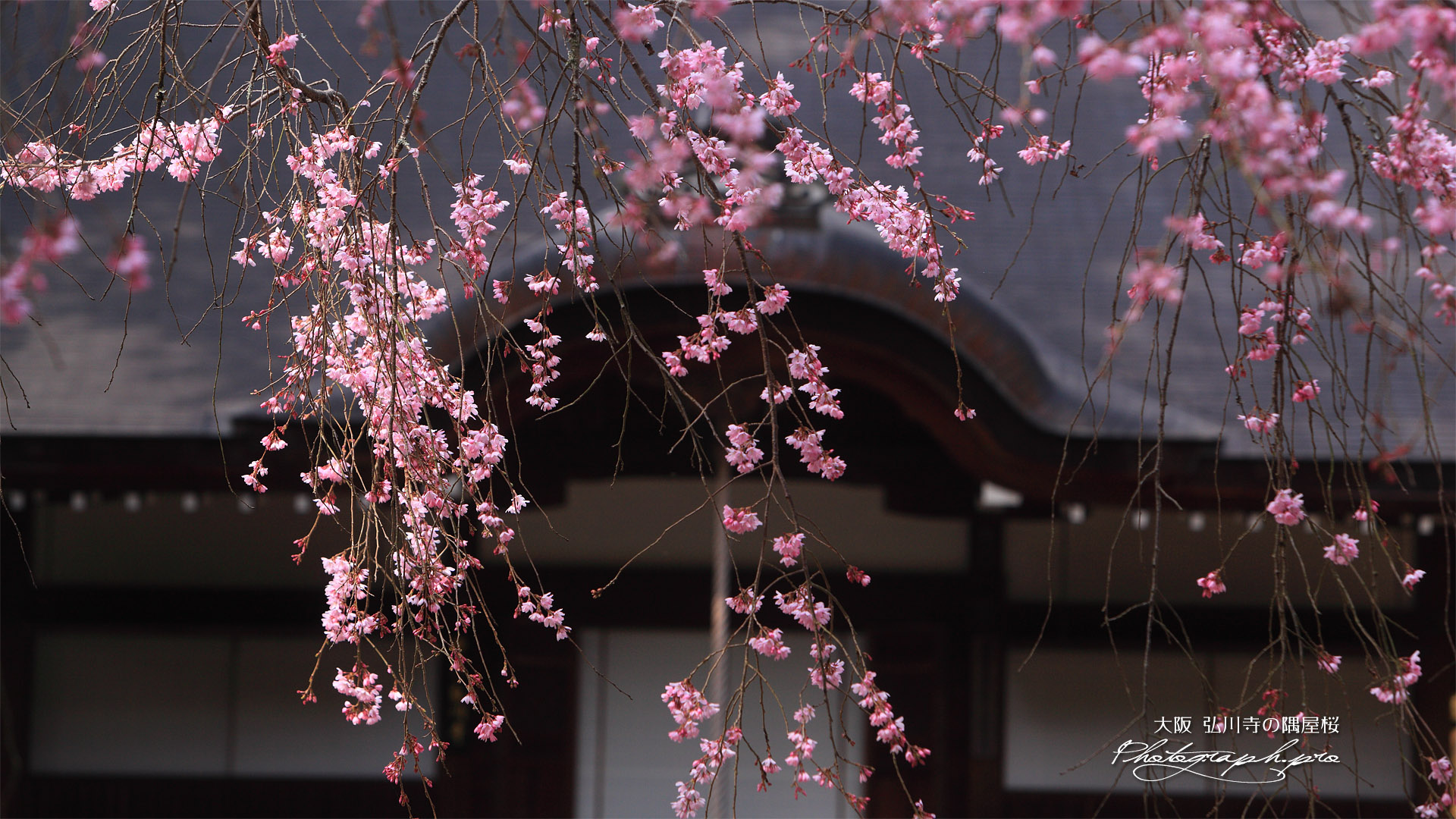 弘川寺の隅屋桜