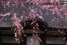 弘川寺の隅屋桜