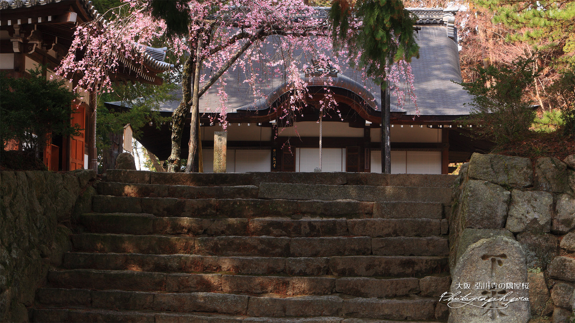 弘川寺のすやざくら