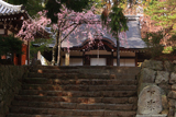 弘川寺のすやざくら