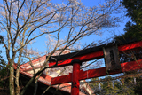 慈眼院姥桜