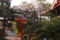 慈眼院の姥桜