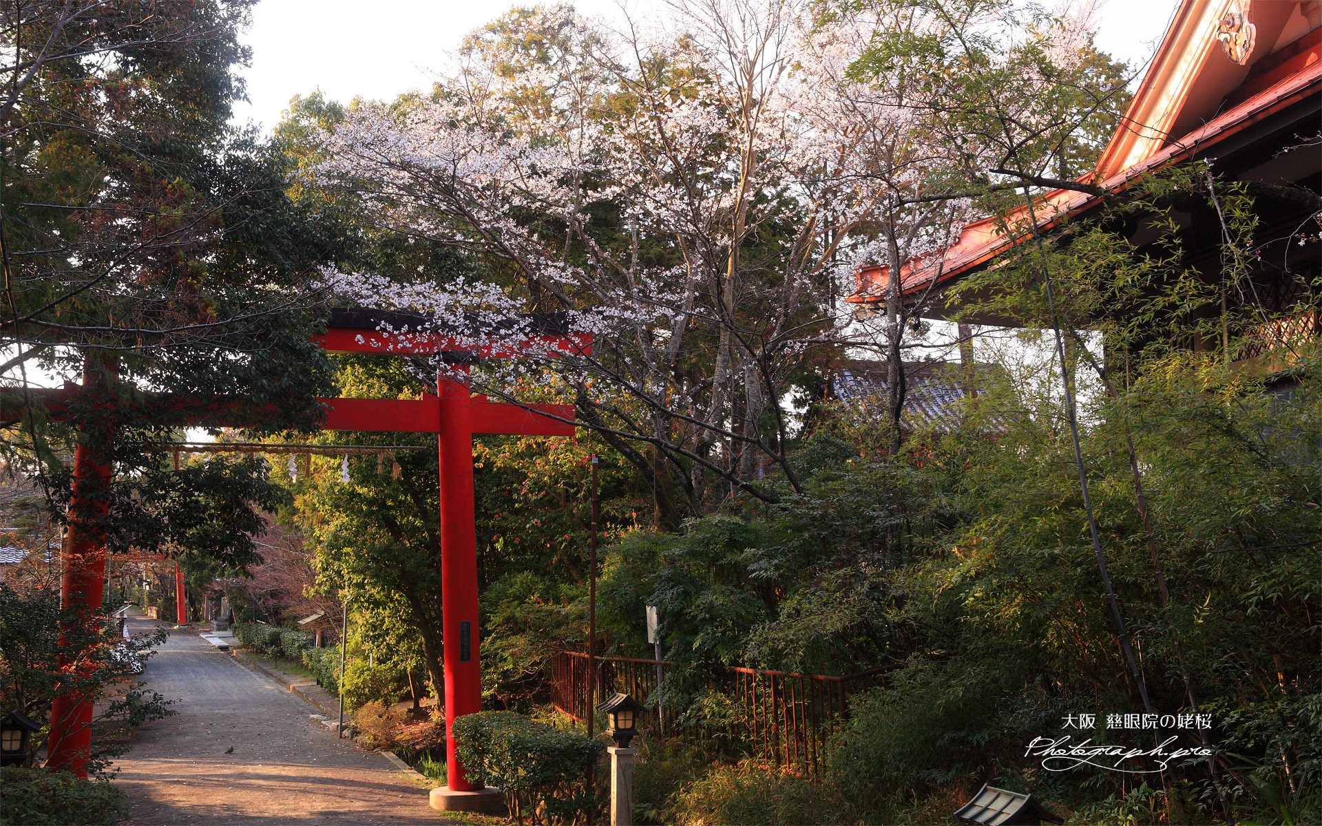 慈眼院の姥桜