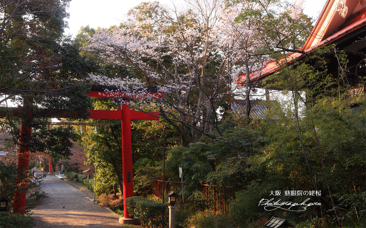 慈眼院の姥桜 壁紙