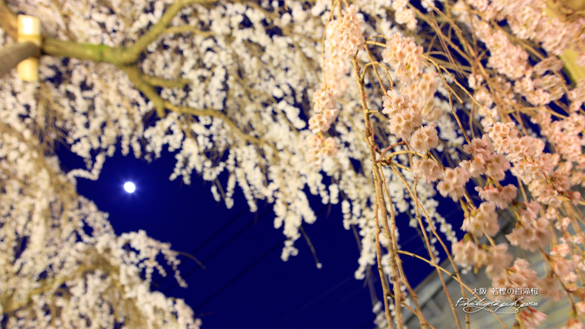 百滝桜