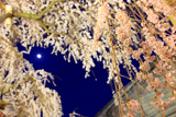 百滝桜