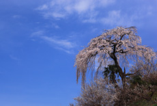 栃本のしだれ桜