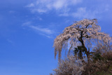 栃本のしだれ桜