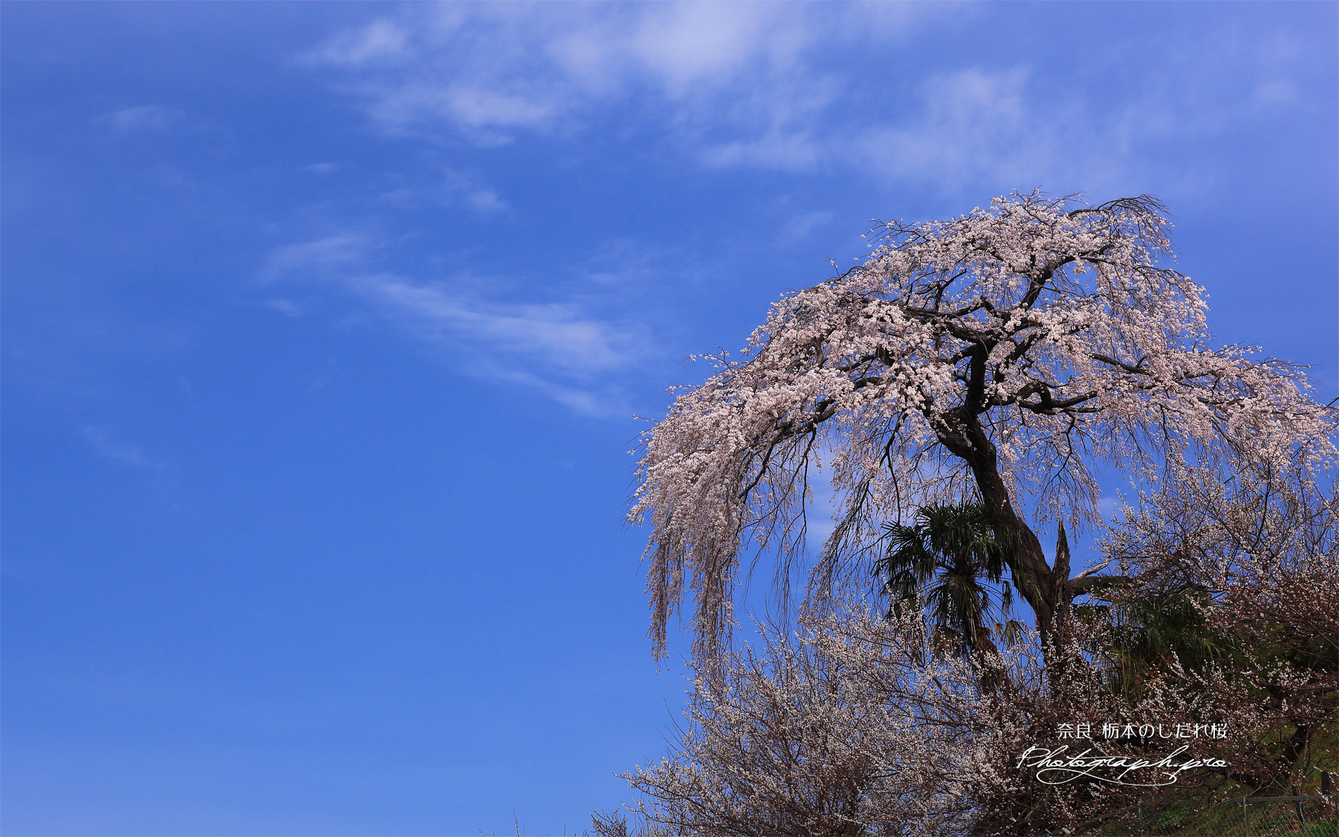 栃本のしだれ桜