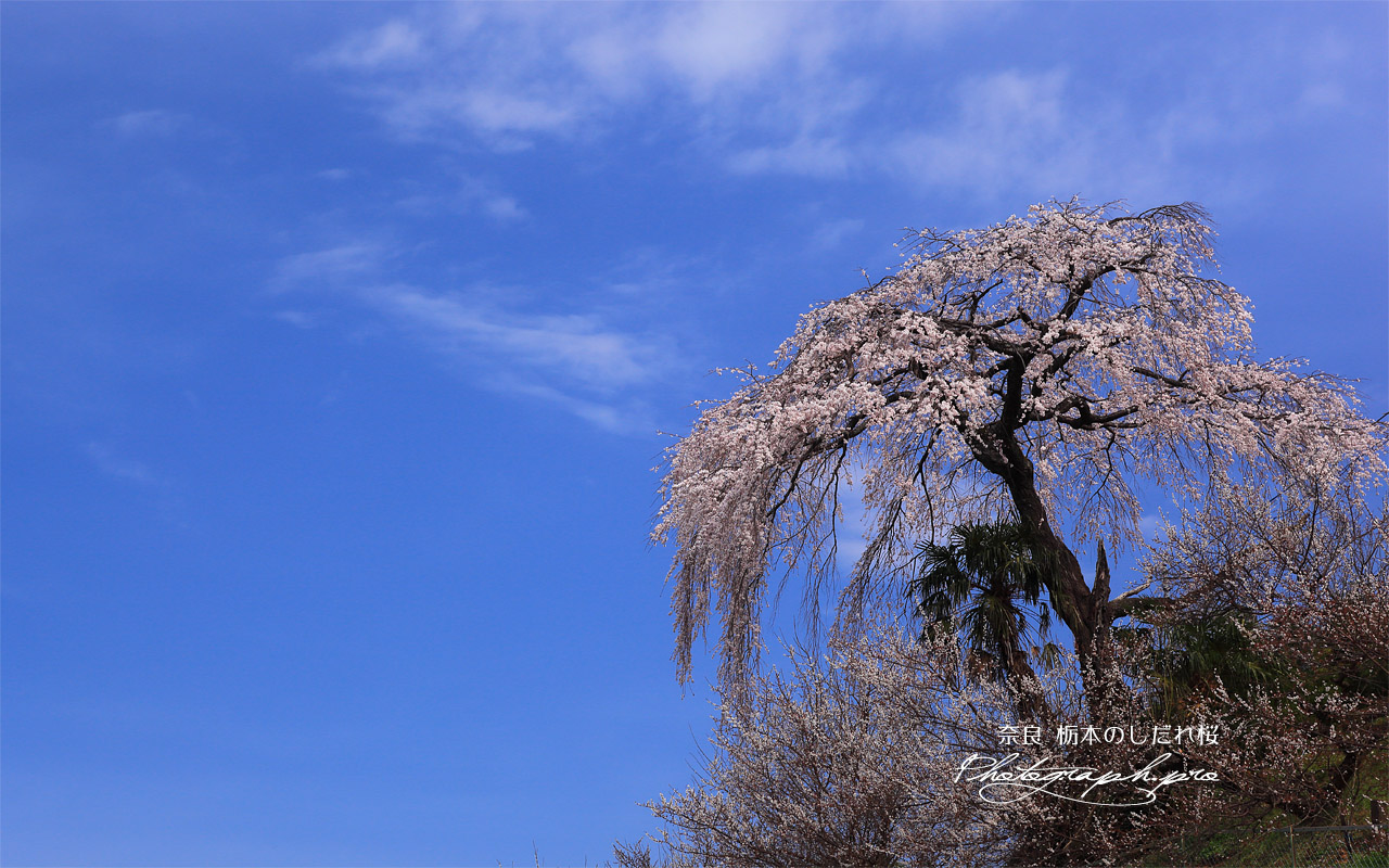 栃本のしだれ桜 壁紙