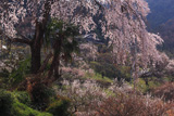 栃本のしだれ桜