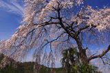 栃本のしだれ桜
