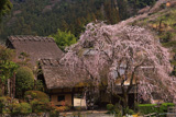 賀名生皇居跡のしだれ桜