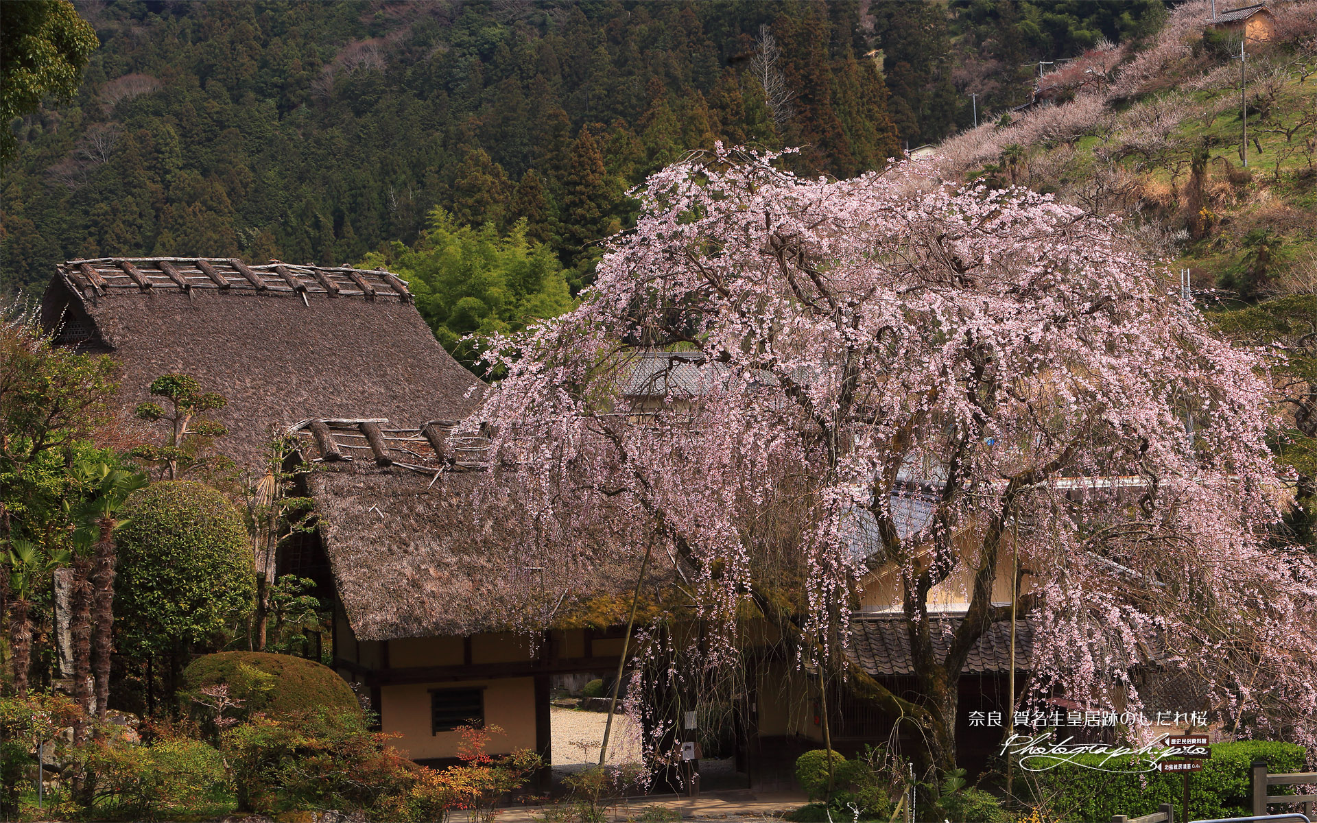 賀名生皇居跡のしだれ桜