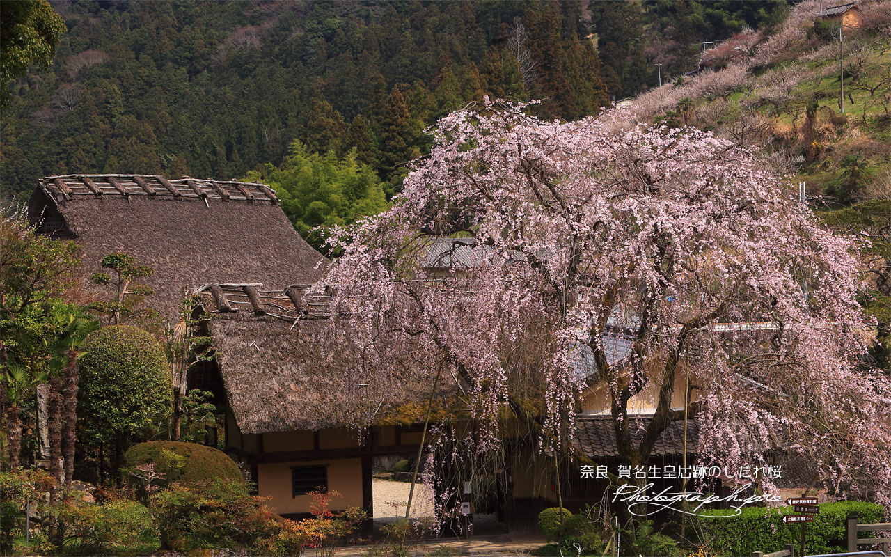 賀名生皇居跡のしだれ桜 壁紙