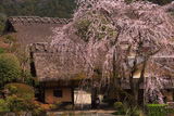 賀名生皇居跡のしだれ桜