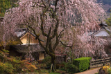 賀名生皇居跡のしだれ桜