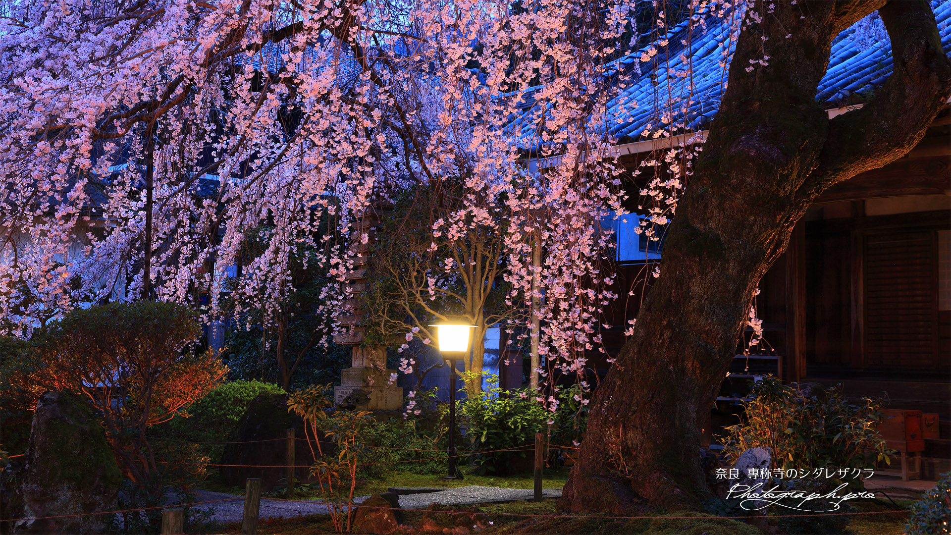 専称寺のしだれ桜