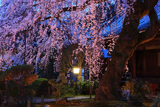 専称寺のしだれ桜