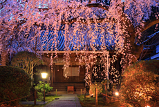 専称寺のシダレザクラ