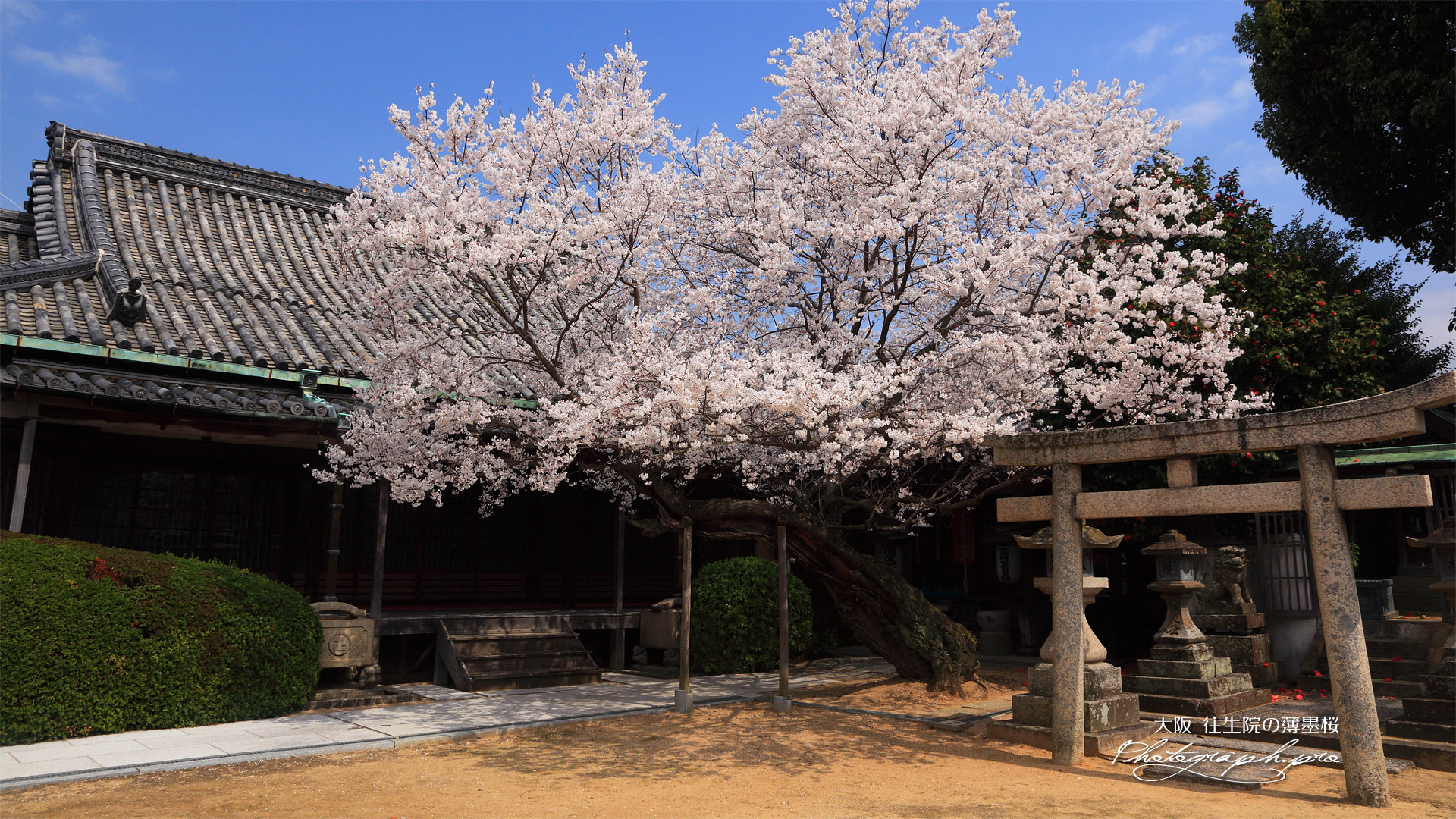 往生院の桜